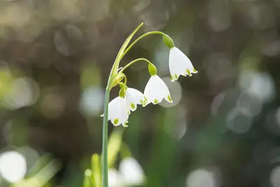 Leucojum aestivum (Zomerklokje) - afbeelding 9