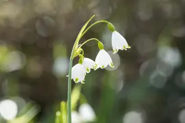 Leucojum aestivum (Zomerklokje) - afbeelding 9