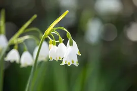 Leucojum aestivum (Zomerklokje) - afbeelding 10