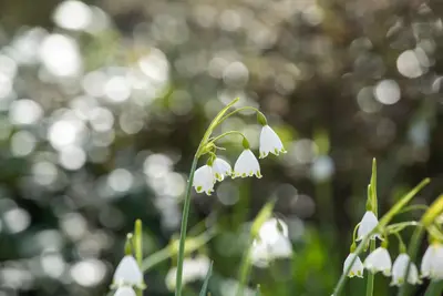 Leucojum aestivum (Zomerklokje) - afbeelding 12