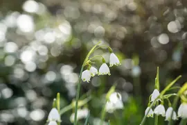 Leucojum aestivum (Zomerklokje) - afbeelding 12
