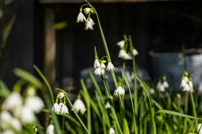 Leucojum aestivum (Zomerklokje) - afbeelding 14
