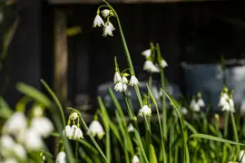 Leucojum aestivum (Zomerklokje) - afbeelding 14