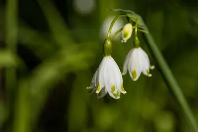 Leucojum aestivum (Zomerklokje) - afbeelding 16