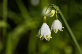 Leucojum aestivum (Zomerklokje) - afbeelding 16
