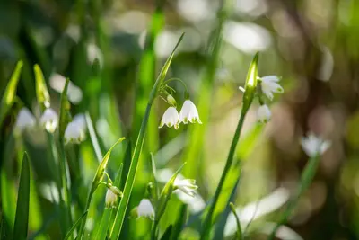 Leucojum aestivum (Zomerklokje) - afbeelding 18