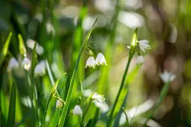 Leucojum aestivum (Zomerklokje) - afbeelding 18