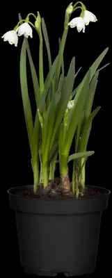 Leucojum aestivum (Zomerklokje) - afbeelding 5