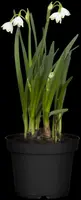Leucojum aestivum (Zomerklokje) - afbeelding 5