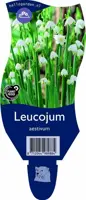 Leucojum aestivum (Zomerklokje) - afbeelding 1