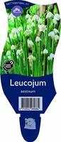 Leucojum aestivum (Zomerklokje) - afbeelding 1