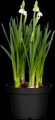 Leucojum aestivum (Zomerklokje) - afbeelding 2