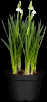 Leucojum aestivum (Zomerklokje) - afbeelding 2