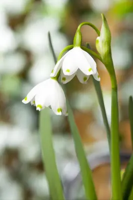 Leucojum aestivum (Zomerklokje) - afbeelding 4