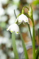 Leucojum aestivum (Zomerklokje) - afbeelding 4