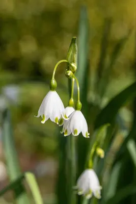 Leucojum aestivum (Zomerklokje) - afbeelding 7