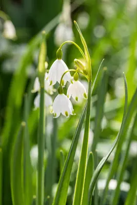 Leucojum aestivum (Zomerklokje) - afbeelding 8