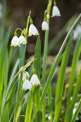 Leucojum aestivum (Zomerklokje) - afbeelding 11