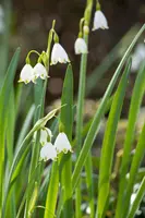 Leucojum aestivum (Zomerklokje) - afbeelding 11