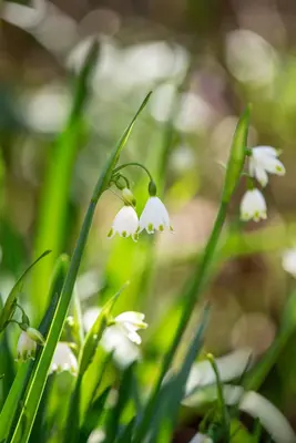 Leucojum aestivum (Zomerklokje) - afbeelding 13