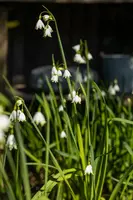 Leucojum aestivum (Zomerklokje) - afbeelding 15