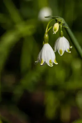 Leucojum aestivum (Zomerklokje) - afbeelding 17