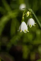 Leucojum aestivum (Zomerklokje) - afbeelding 17