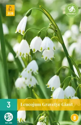 Leucojum Gravetye Giant 3 stuks - afbeelding 1