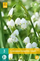 Leucojum Gravetye Giant 3 stuks - afbeelding 1