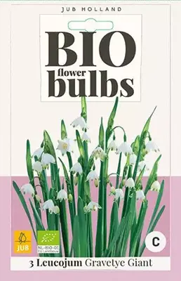 Leucojum Gravetye Giant 3 stuks biologisch geteeld - afbeelding 1