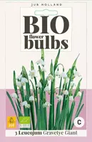 Leucojum Gravetye Giant 3 stuks biologisch geteeld - afbeelding 1