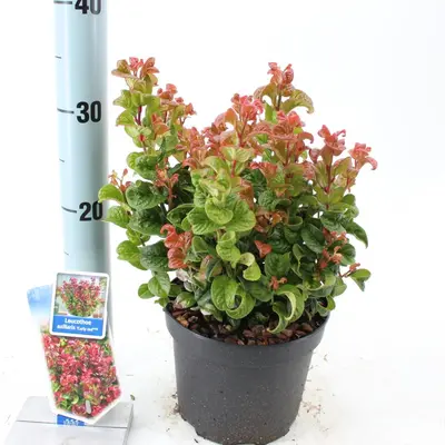 Leucothoe axillaris 'Curly Red' (Leucothoe) 40cm - afbeelding 5