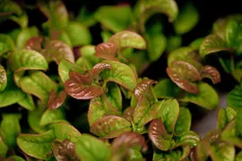 Leucothoe axillaris 'Curly Red' (Leucothoe) 40cm - afbeelding 9