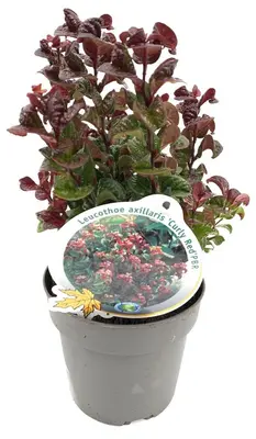 Leucothoe axillaris 'Curly Red' (Leucothoe) 40cm - afbeelding 4