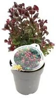 Leucothoe axillaris 'Curly Red' (Leucothoe) 40cm - afbeelding 4