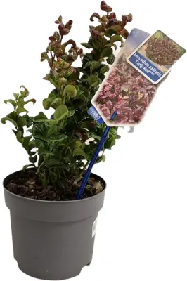 Leucothoe axillaris 'Curly Red' (Leucothoe) 40cm - afbeelding 2