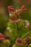 Leucothoe axillaris 'Curly Red' (Leucothoe) 40cm - afbeelding 11
