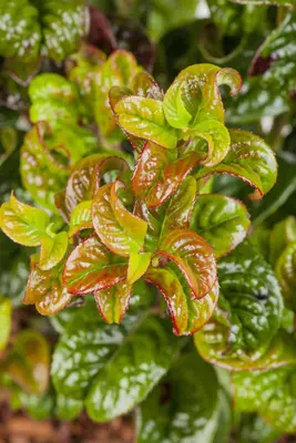 Leucothoe axillaris 'Curly Red' (Leucothoe) 40cm - afbeelding 14