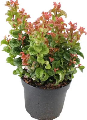 Leucothoe axillaris 'Curly Red' (Leucothoe) 40cm - afbeelding 1