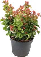 Leucothoe axillaris 'Curly Red' (Leucothoe) 40cm - afbeelding 1