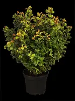 Leucothoe axillaris 'Curly Red' (Leucothoe) 40cm - afbeelding 7