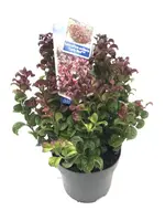 Leucothoe axillaris 'Curly Red' (Leucothoe) 40cm - afbeelding 3
