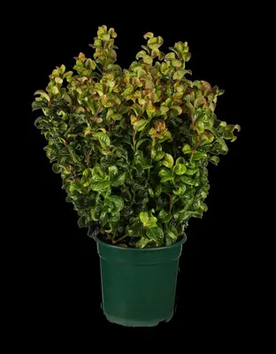 Leucothoe axillaris 'Curly Red' (Leucothoe) 40cm - afbeelding 6