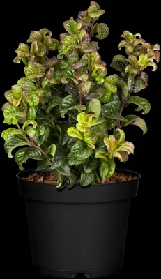 Leucothoe axillaris 'Curly Red'® (Leucothoe 'Curly Red') - afbeelding 9
