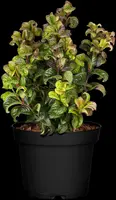 Leucothoe axillaris 'Curly Red'® (Leucothoe 'Curly Red') - afbeelding 9