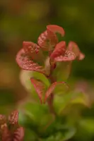 Leucothoe axillaris 'Curly Red'® (Leucothoe 'Curly Red') - afbeelding 6