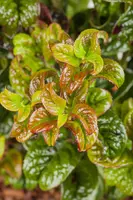 Leucothoe axillaris 'Curly Red'® (Leucothoe 'Curly Red') - afbeelding 10