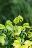 Leucothoe axillaris 'Curly Red'® (Leucothoe 'Curly Red') - afbeelding 12