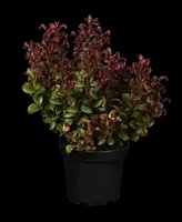 Leucothoe axillaris 'Curly Red'® (Leucothoe 'Curly Red') - afbeelding 4