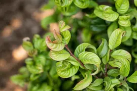 Leucothoe axillaris 'Curly Red'® (Leucothoe 'Curly Red') - afbeelding 11